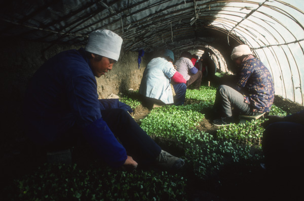 Women work in greenhouse in winter