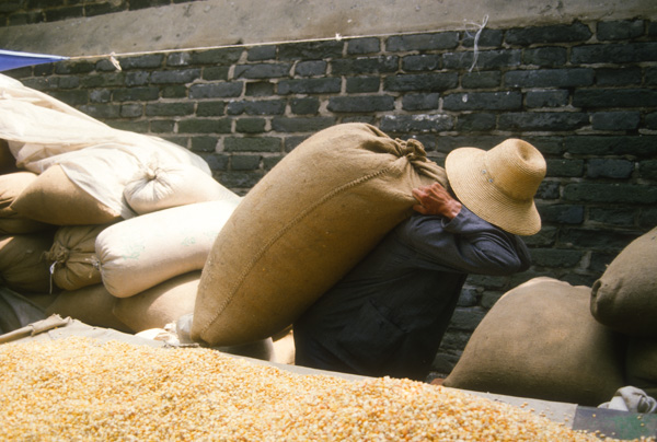 Man hauling grain