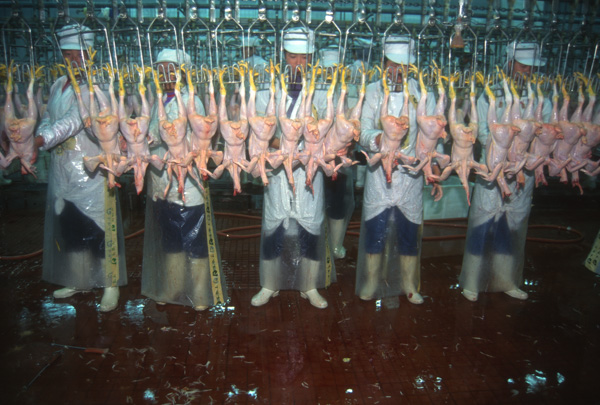 Chicken processing plant, China