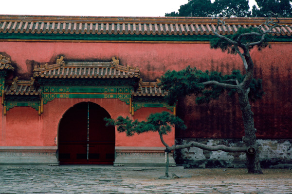 Forbidden City Door and Tree