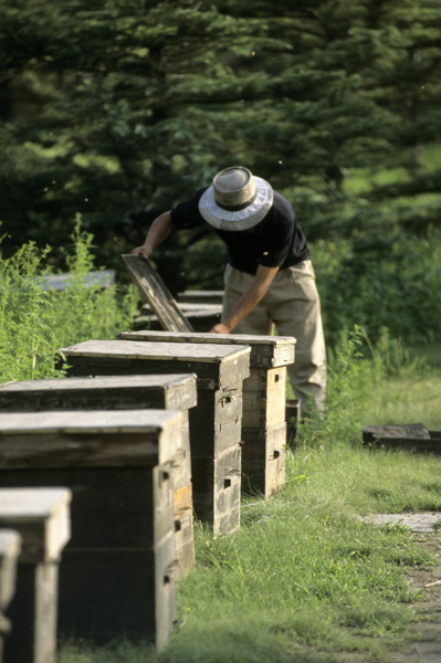 Beekeeper