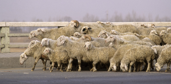 Sheep in village