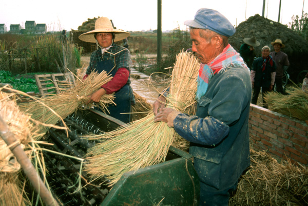 Harvest near Shanghai