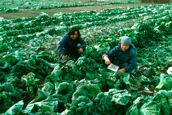Harvesting cabbage