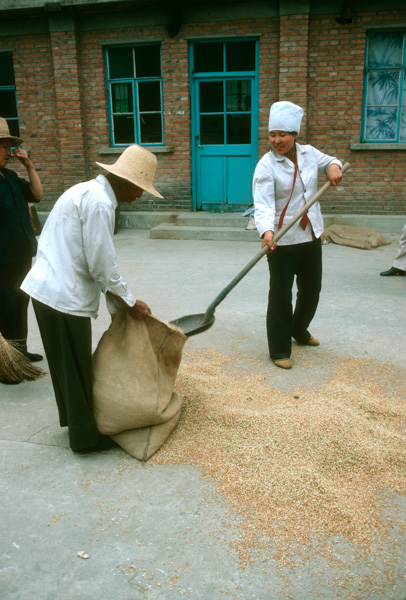 Loading grain into sacks