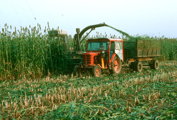 Harvesting with heavy equipment, Beijing