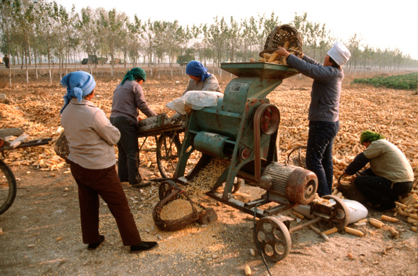 Corn husking, Beijing