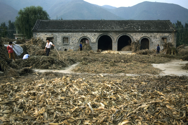 Harvesting corn