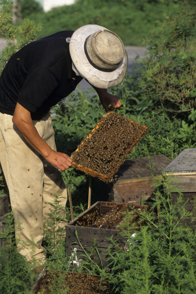 Beekeeper