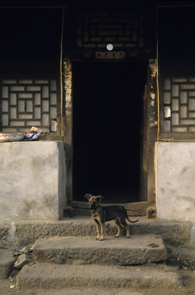 Dog in rural entrance