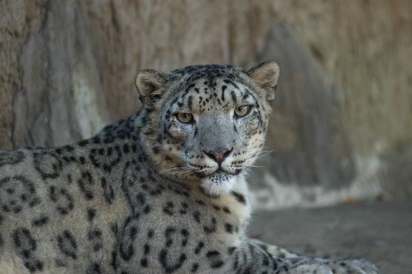 Snow leopard, Santa Barbara Zoo