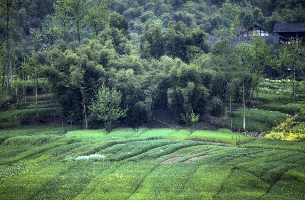 Farmland along Yangzi River