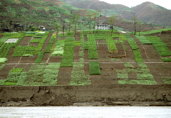 Crops along the Yangzi River