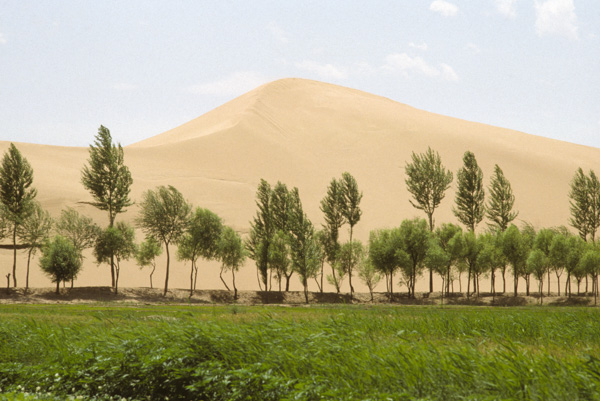 Sand dune and trees