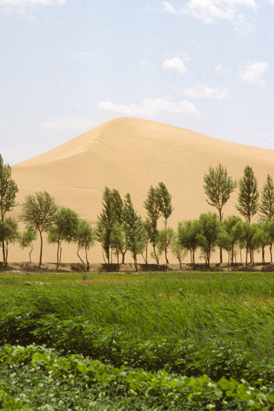 Sand dune and trees, Yulin