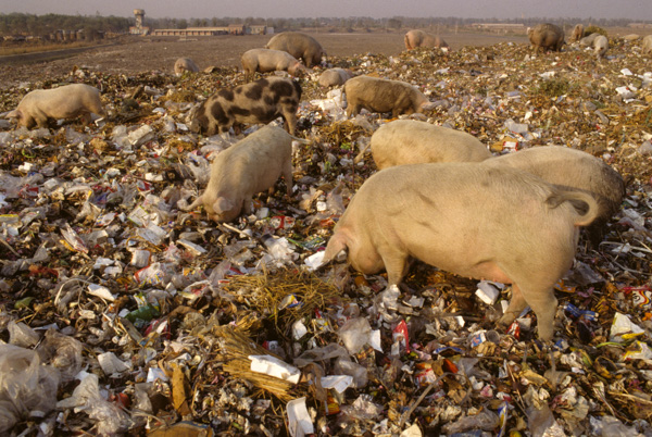 Pigs eat at garbage dump, Tianjin
