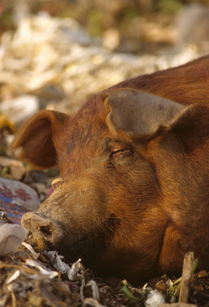 Pig sleeps at garbage dump
