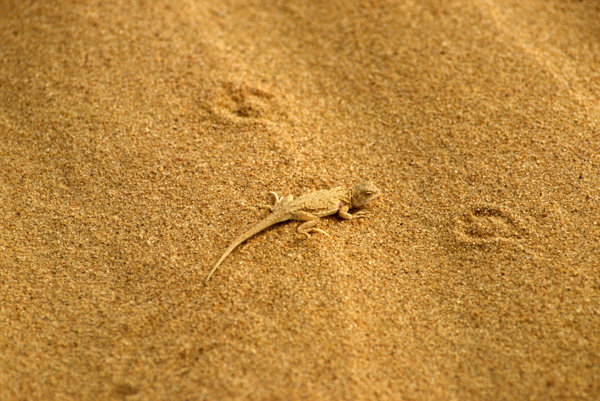 Desert in sand, Yulin, China