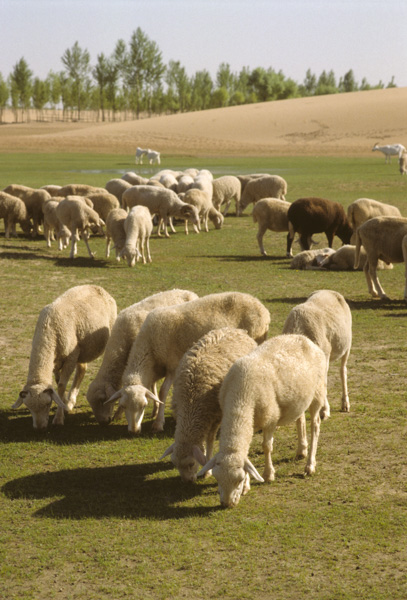 Sheep near sands of Yulin, China