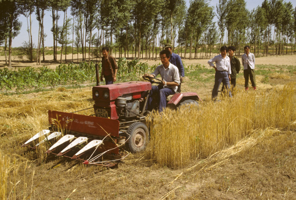 Farmers harvesting grain, Yulin