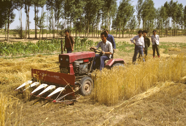 Farmers harvest grain near desert, Yulin