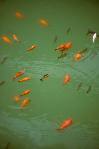 Goldfish in garden pond, Forbidden City