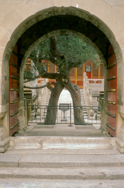 Emperor’s Garden Tree