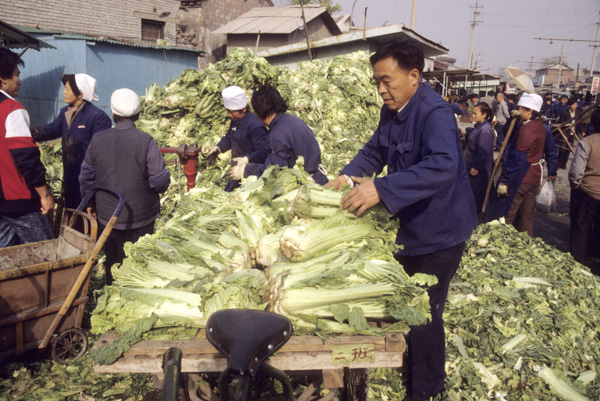 Winter cabbage buyer