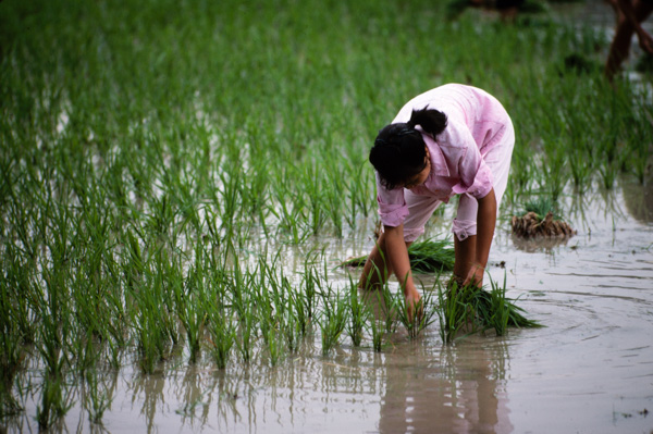 Woman planting rice, Guilin, China