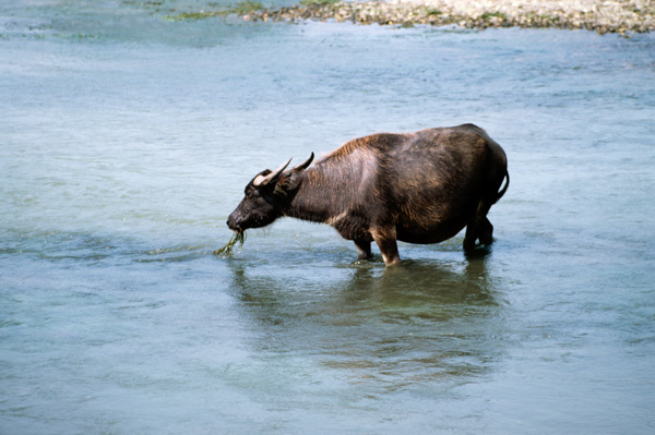 Water buffalo, Guilin, China
