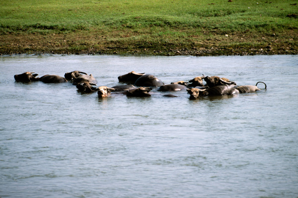 Water buffalo, Guilin, China