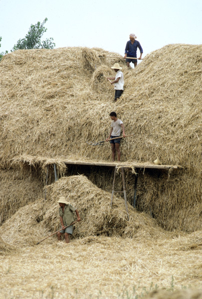 Farmers and haystacks, Henan