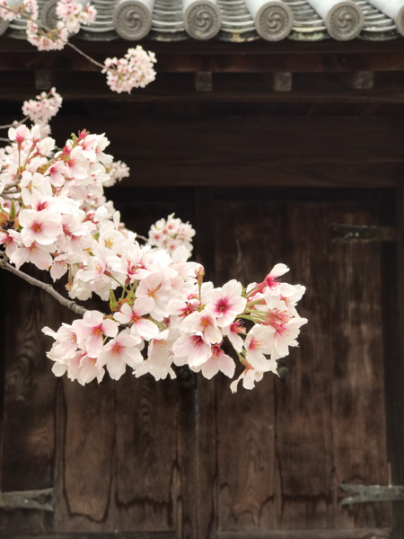 Cherry blossoms, Japan