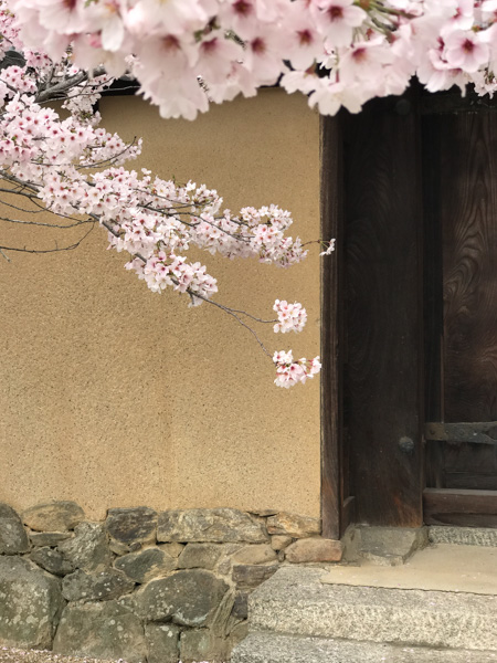 Cherry blossoms and wall, Nara