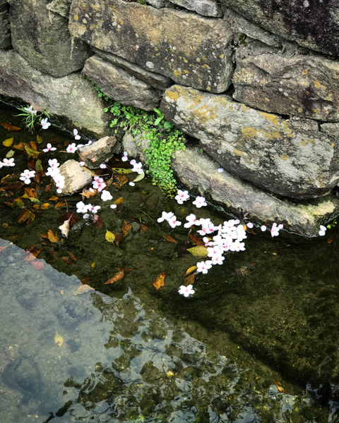 Cherry blossom petals in water, Kyoto, Japan