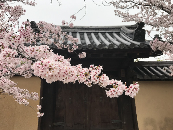 Cherry blossoms, Nara, Japan