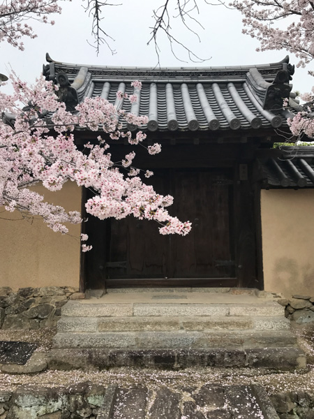 Cherry blossoms, Nara, Japan