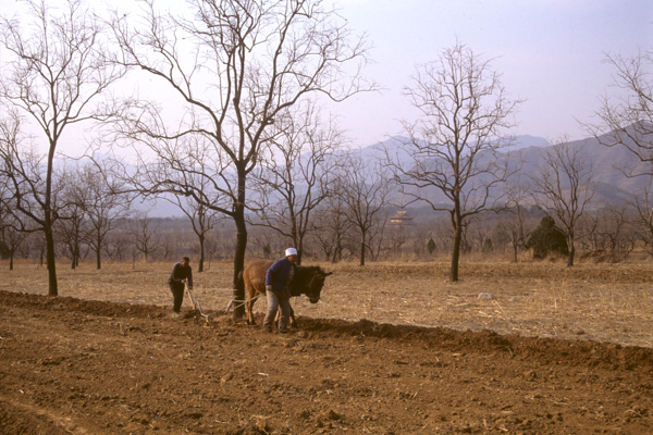 Ming Tombs, farmer plowing