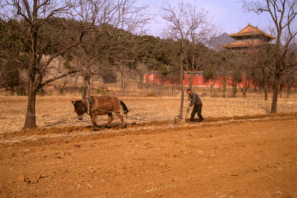 Farmer plowing, Ming tombs