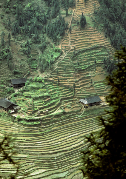 Houses and terraced hills