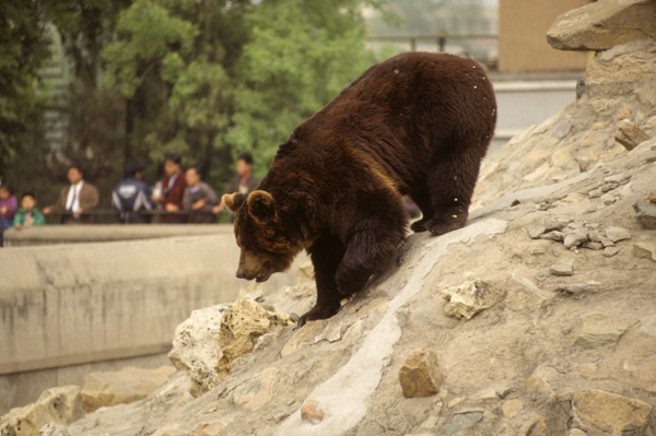 Bear, Beijing Zoo