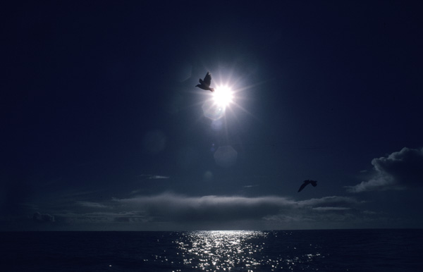 Birds, sun, ocean, Aberdeen, Washington