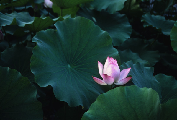 Water lily, Beihai Park, Beijing
