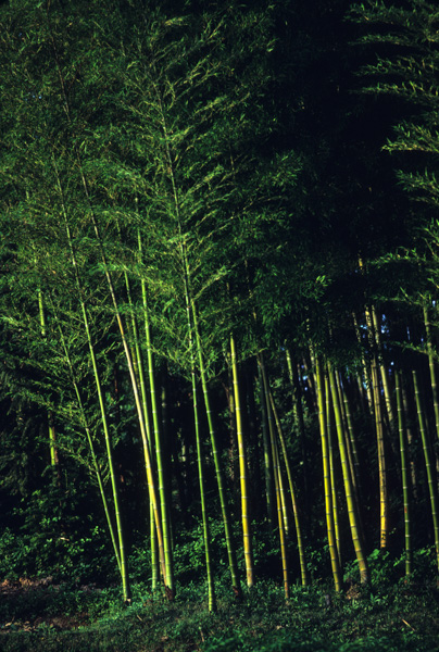 Bemboo grove, Jiangxi, China