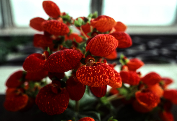 Flowers in greenhouse, Beijing