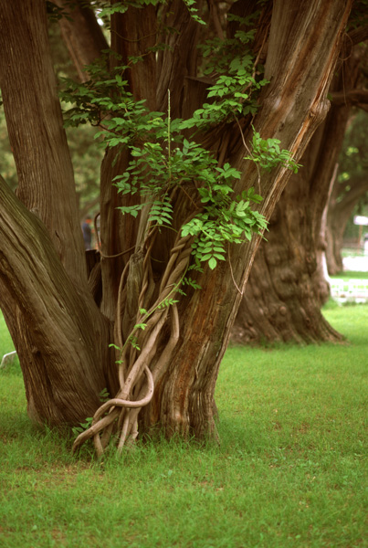 Trees, Zhongshan Park, Beijing