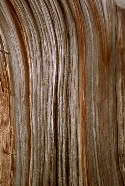 Tree, Zhongshan Park, Beijing