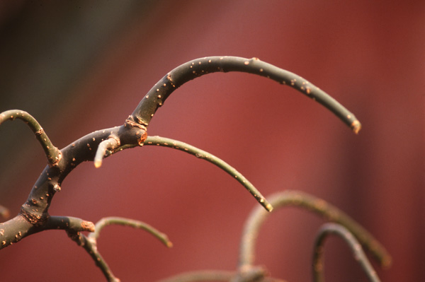 Tree, Forbidden City