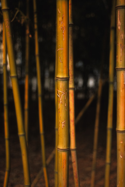 Bamboo, Beijing