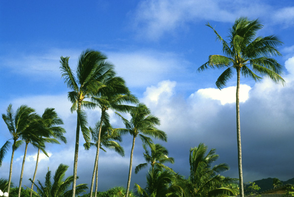 Palm trees, Hawaii